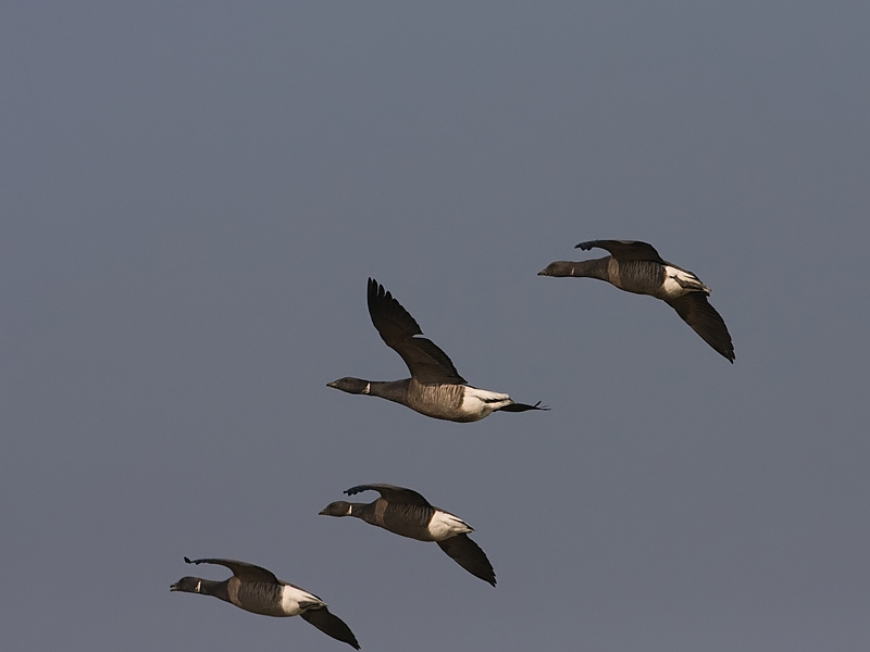 Branta bernicla Brent Goose Rotgans